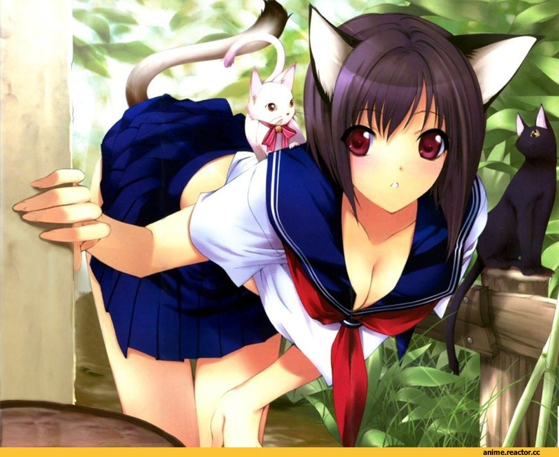 Iizuki Tasuku, Неко, Animal Ears, Anime