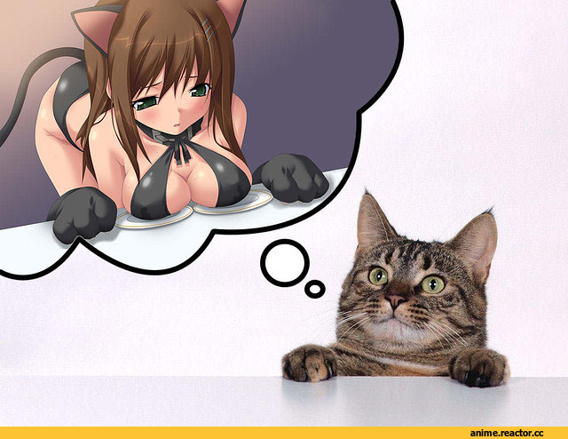 кот, живность, грудь, neko, Animal Ears, Anime