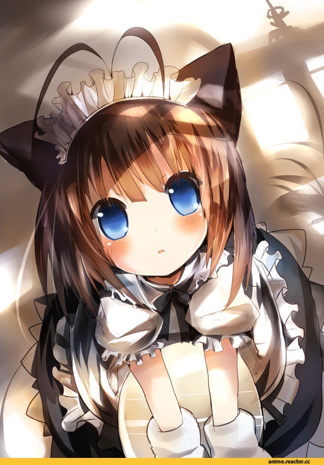 Maid, nekomimi, Animal Ears, Anime