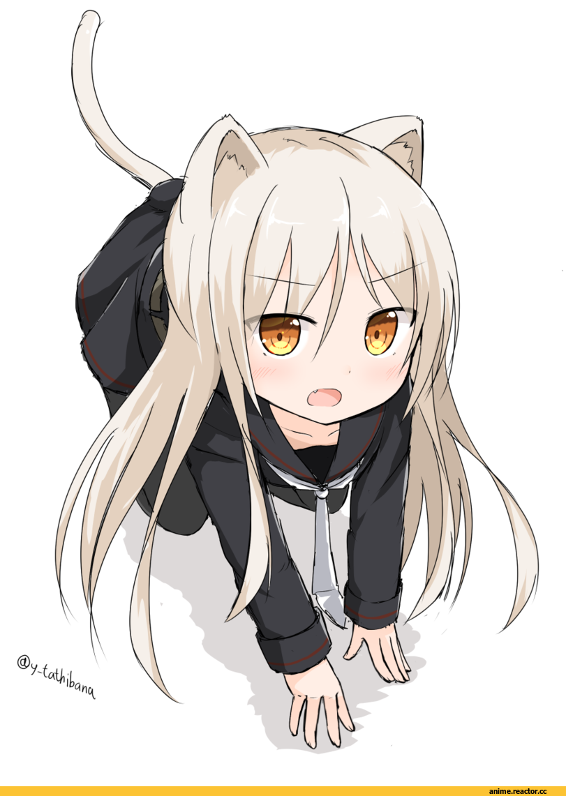 Kantai Collection, Kikuzuki, yamato tachibana, nekomimi, Animal Ears, Anime
